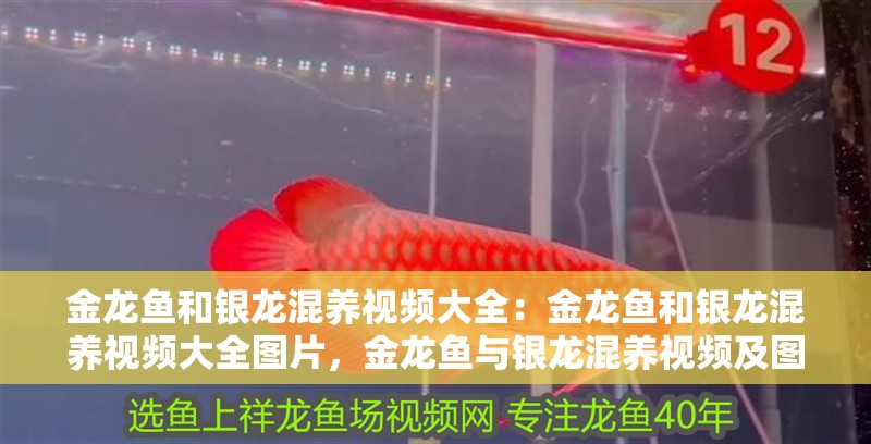金龍魚和銀龍混養視頻大全：金龍魚和銀龍混養視頻大全圖片，金龍魚與銀龍混養視頻及圖片全解析