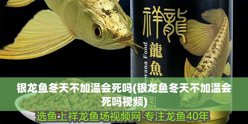 銀龍魚冬天不加溫會死嗎(銀龍魚冬天不加溫會死嗎視頻) 銀龍魚百科 第1張 銀龍魚冬天不加溫會死嗎(銀龍魚冬天不加溫會死嗎視頻) 銀龍魚冬天不加溫會死嗎(銀龍魚冬天不加溫會死嗎視頻) 銀龍魚百科 第1張