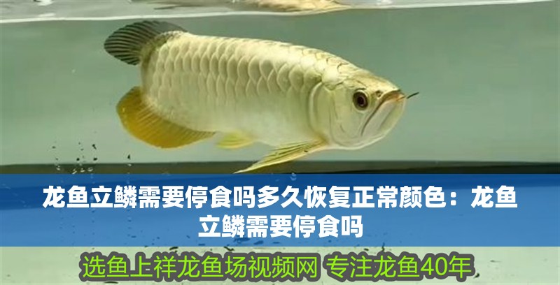 龍魚(yú)立鱗需要停食嗎多久恢復(fù)正常顏色：龍魚(yú)立鱗需要停食嗎