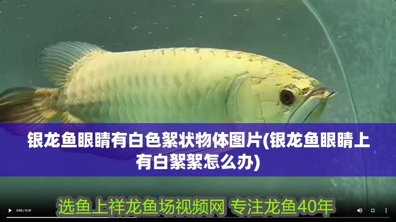 銀龍魚眼睛有白色絮狀物體圖片(銀龍魚眼睛上有白絮絮怎么辦)
