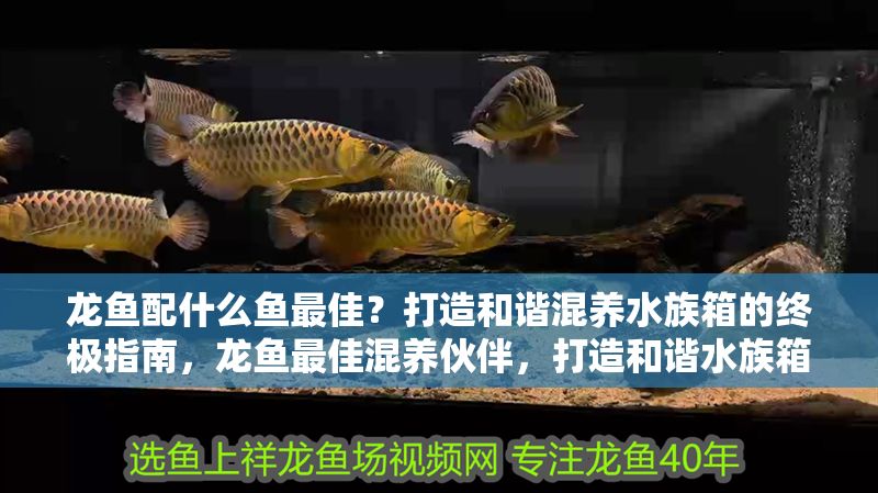 龍魚配什么魚最佳？打造和諧混養(yǎng)水族箱的終極指南，龍魚最佳混養(yǎng)伙伴，打造和諧水族箱的終極指南