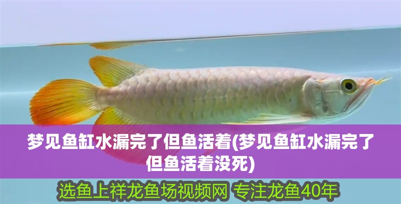 夢見魚缸水漏完了但魚活著(夢見魚缸水漏完了但魚活著沒死) 夢見魚缸水漏完了但魚活著(夢見魚缸水漏完了但魚活著沒死) 銀龍魚百科