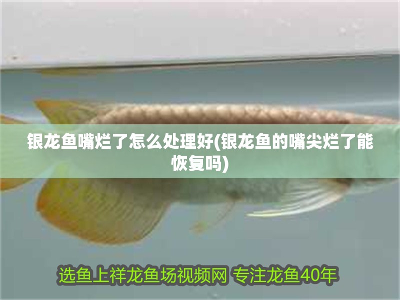 銀龍魚嘴爛了怎么處理好(銀龍魚的嘴尖爛了能恢復嗎)
