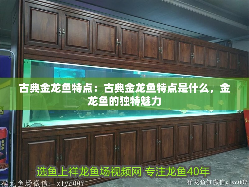 古典金龍魚特點(diǎn)：古典金龍魚特點(diǎn)是什么，金龍魚的獨(dú)特魅力 古典金龍魚特點(diǎn)：古典金龍魚特點(diǎn)是什么，金龍魚的獨(dú)特魅力 水族問答