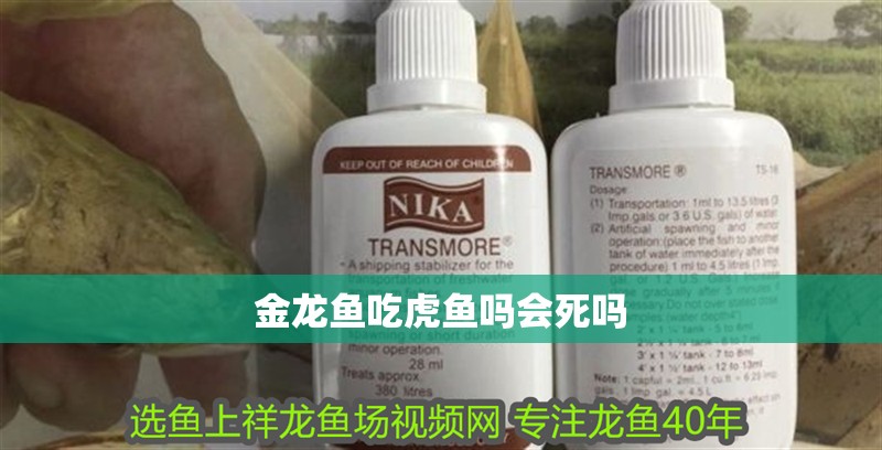 金龍魚吃虎魚嗎會(huì)死嗎