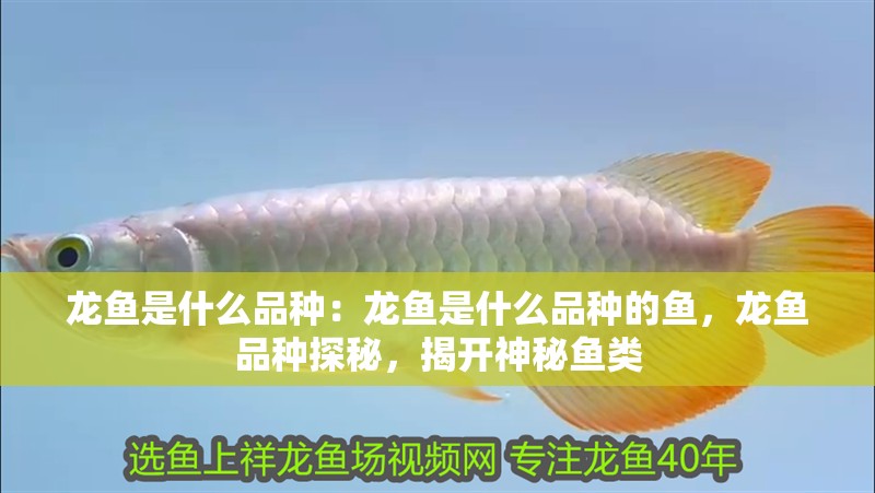 龍魚是什么品種：龍魚是什么品種的魚，龍魚品種探秘，揭開神秘魚類