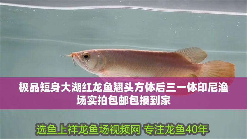 極品短身大湖紅龍魚翹頭方體后三一體印尼漁場(chǎng)實(shí)拍包郵包損到家