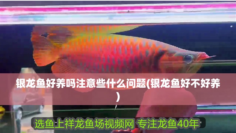 銀龍魚好養嗎注意些什么問題(銀龍魚好不好養)