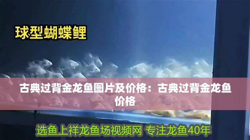 古典過背金龍魚圖片及價格：古典過背金龍魚價格