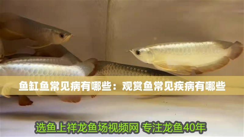 魚缸魚常見病有哪些：觀賞魚常見疾病有哪些