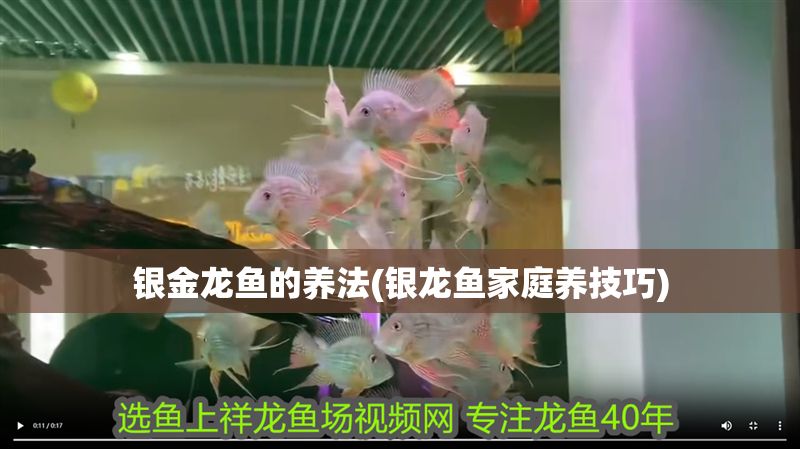 銀金龍魚的養(yǎng)法(銀龍魚家庭養(yǎng)技巧)
