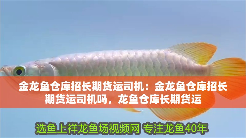 金龍魚倉庫招長期貨運司機：金龍魚倉庫招長期貨運司機嗎，龍魚倉庫長期貨運