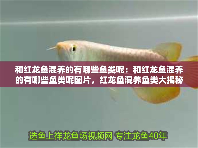 和紅龍魚混養的有哪些魚類呢：和紅龍魚混養的有哪些魚類呢圖片，紅龍魚混養魚類大揭秘，附混養魚類圖片