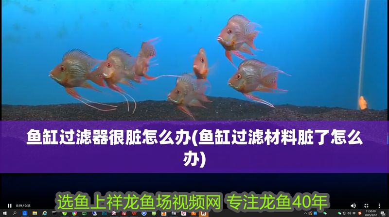 魚(yú)缸過(guò)濾器很臟怎么辦(魚(yú)缸過(guò)濾材料臟了怎么辦) 魚(yú)缸過(guò)濾器很臟怎么辦(魚(yú)缸過(guò)濾材料臟了怎么辦) 元寶鳳凰魚(yú)百科 第1張
