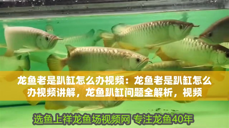 龍魚老是趴缸怎么辦視頻：龍魚老是趴缸怎么辦視頻講解，龍魚趴缸問題全解析，視頻