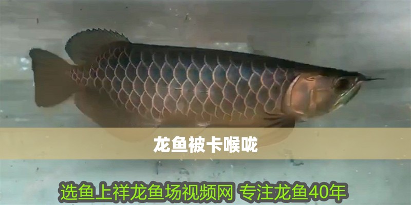 龍魚被卡喉嚨