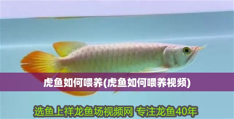 虎魚如何喂養(虎魚如何喂養視頻)