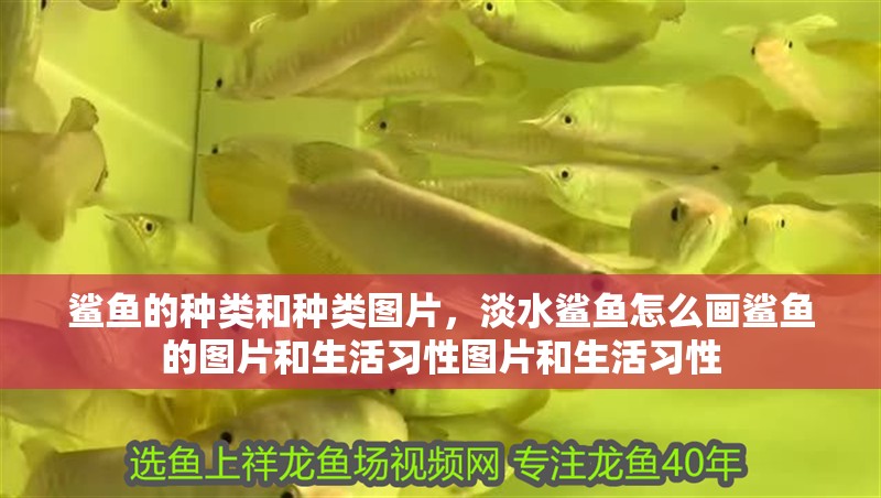 鯊魚的種類和種類圖片，淡水鯊魚怎么畫鯊魚的圖片和生活習性圖片和生活習性 鯊魚的種類和種類圖片，淡水鯊魚怎么畫鯊魚的圖片和生活習性圖片和生活習性 紅龍魚百科