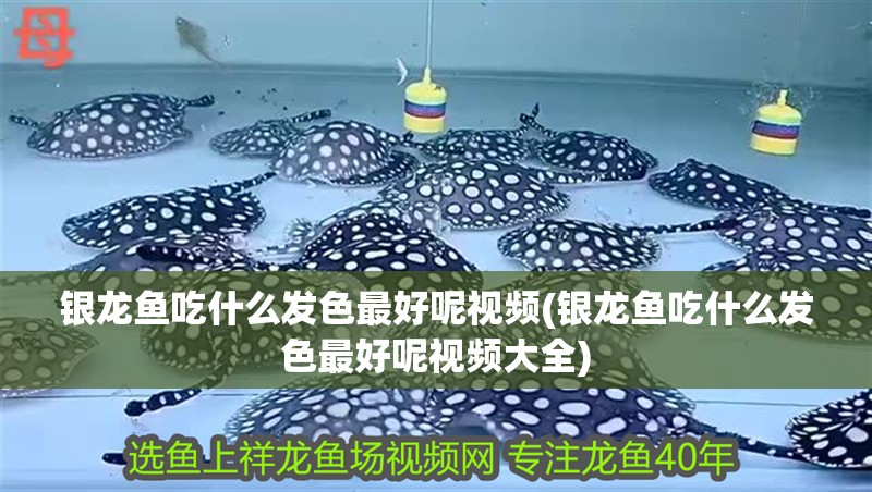 銀龍魚(yú)吃什么發(fā)色最好呢視頻(銀龍魚(yú)吃什么發(fā)色最好呢視頻大全)