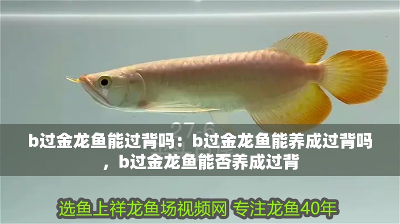 b過金龍魚能過背嗎:b過金龍魚能養成過背嗎,b過金龍魚能否養成過背 水族問答 b過金龍魚能過背嗎:b過金龍魚能養成過背嗎,b過金龍魚能否養成過背 b過金龍魚能過背嗎:b過金龍魚能養成過背嗎,b過金龍魚能否養成過背 水族問答