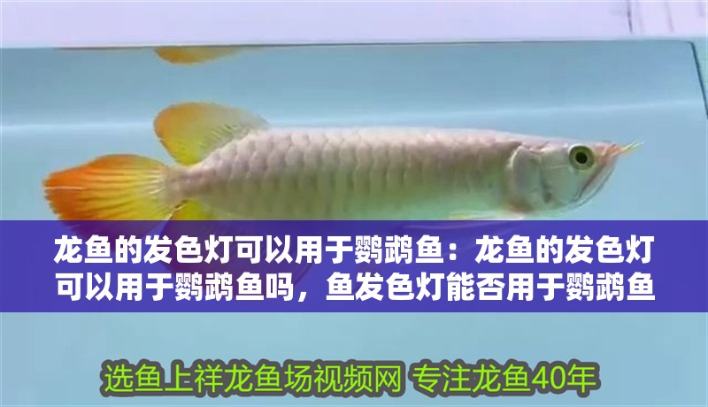 龍魚的發色燈可以用于鸚鵡魚：龍魚的發色燈可以用于鸚鵡魚嗎，魚發色燈能否用于鸚鵡魚？