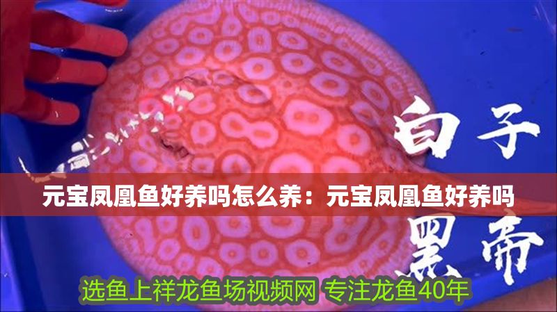 元寶鳳凰魚好養(yǎng)嗎怎么養(yǎng)：元寶鳳凰魚好養(yǎng)嗎
