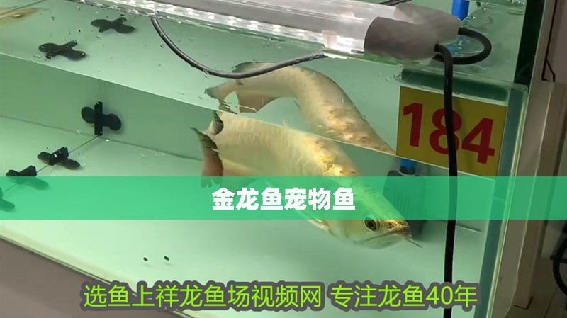 金龍魚寵物魚