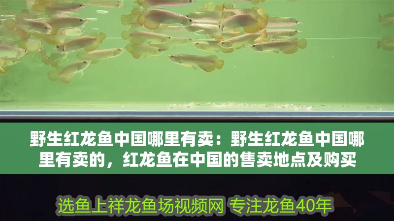 野生紅龍魚中國哪里有賣：野生紅龍魚中國哪里有賣的，紅龍魚在中國的售賣地點及購買