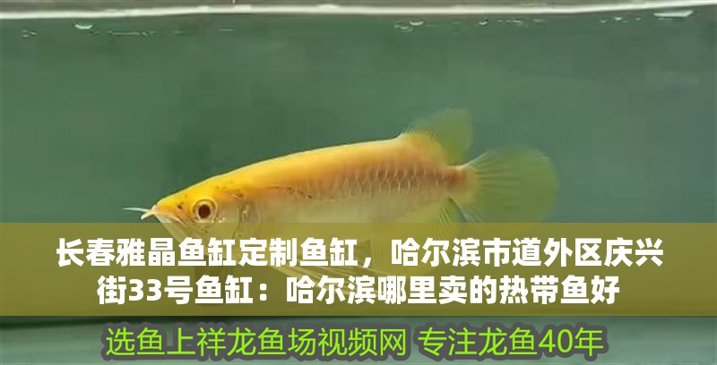 長春雅晶魚缸定制魚缸，哈爾濱市道外區慶興街33號魚缸：哈爾濱哪里賣的熱帶魚好 長春雅晶魚缸定制魚缸，哈爾濱市道外區慶興街33號魚缸：哈爾濱哪里賣的熱帶魚好 魚缸百科