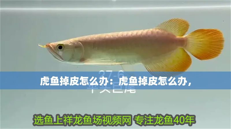 虎魚掉皮怎么辦：虎魚掉皮怎么辦，