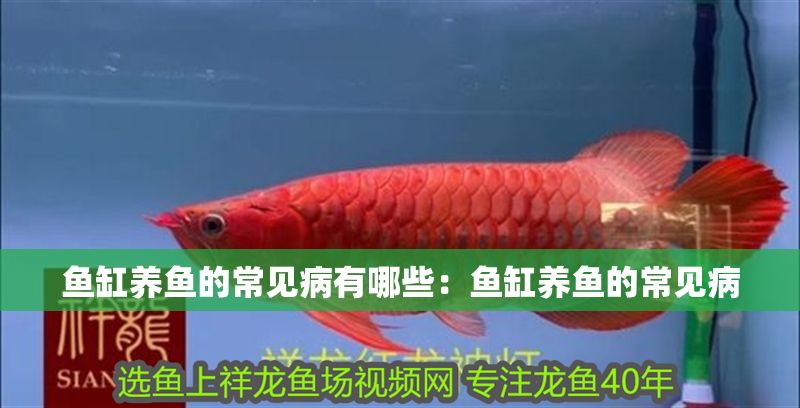 魚缸養魚的常見病有哪些：魚缸養魚的常見病