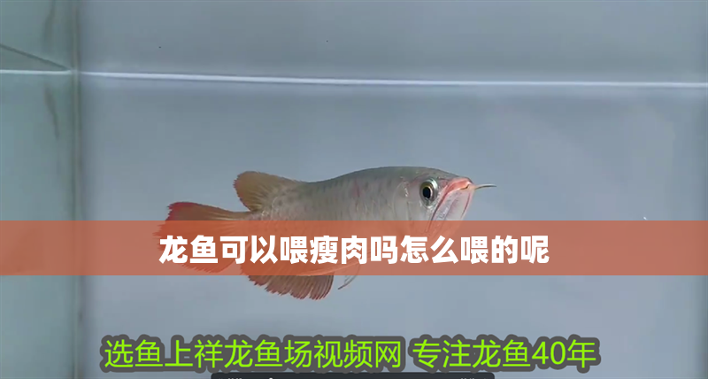 龍魚可以喂瘦肉嗎怎么喂的呢 龍魚百科 第2張 龍魚可以喂瘦肉嗎怎么喂的呢 龍魚可以喂瘦肉嗎怎么喂的呢 龍魚百科 第2張