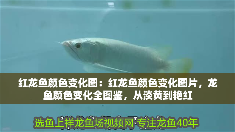 紅龍魚顏色變化圖：紅龍魚顏色變化圖片，龍魚顏色變化全圖鑒，從淡黃到艷紅