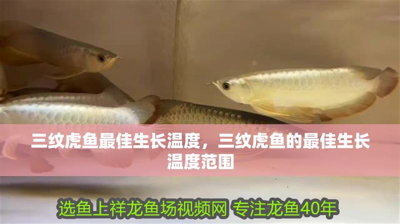 三紋虎魚最佳生長溫度，三紋虎魚的最佳生長溫度范圍