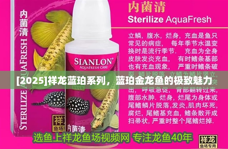 [2025]祥龍藍珀系列，藍珀金龍魚的極致魅力