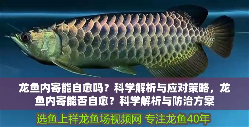 龍魚內(nèi)寄能自愈嗎？科學解析與應對策略，龍魚內(nèi)寄能否自愈？科學解析與防治方案