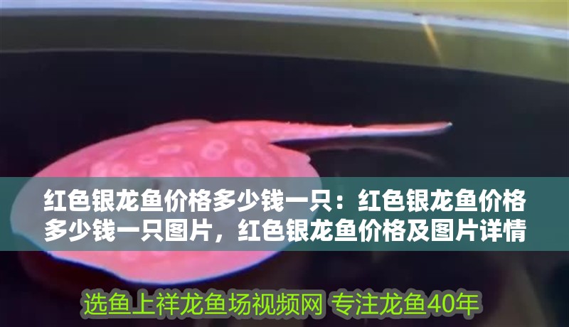 紅色銀龍魚價格多少錢一只：紅色銀龍魚價格多少錢一只圖片，紅色銀龍魚價格及圖片詳情