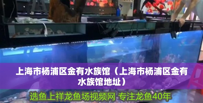 上海市楊浦區(qū)金有水族館（上海市楊浦區(qū)金有水族館地址）