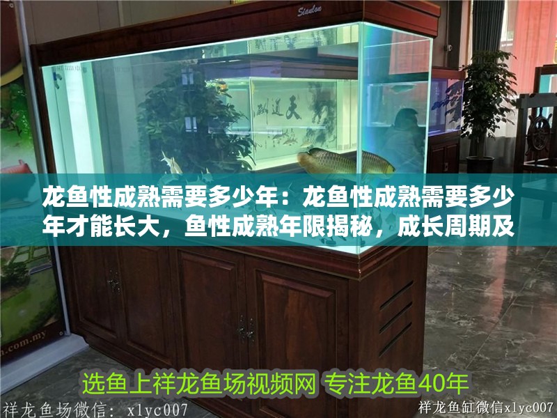 龍魚性成熟需要多少年：龍魚性成熟需要多少年才能長大，魚性成熟年限揭秘，成長周期及