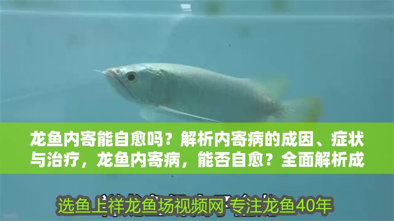 龍魚內寄能自愈嗎？解析內寄病的成因、癥狀與治療，龍魚內寄病，能否自愈？全面解析成因、癥狀及有效治療方法