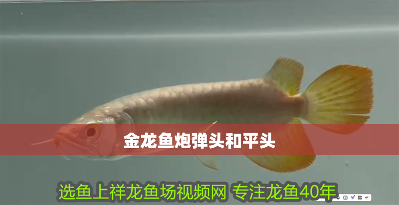 金龍魚炮彈頭和平頭