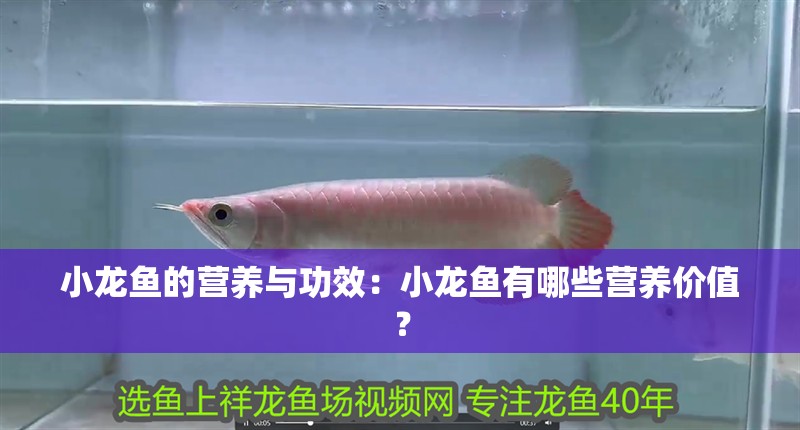 小龍魚的營養與功效：小龍魚有哪些營養價值？