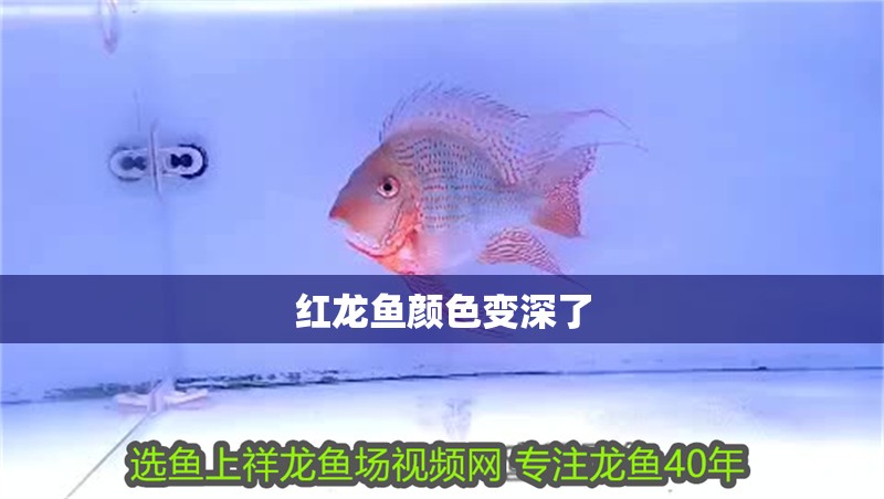 紅龍魚顏色變深了