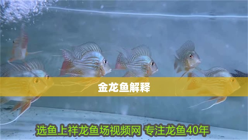 金龍魚解釋