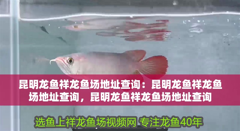 昆明龍魚祥龍魚場地址查詢：昆明龍魚祥龍魚場地址查詢，昆明龍魚祥龍魚場地址查詢