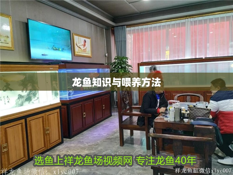 龍魚知識與喂養方法