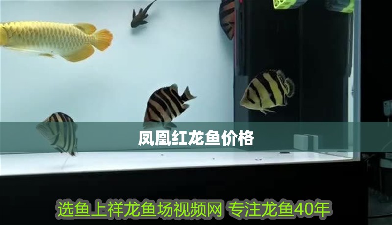 鳳凰紅龍魚價(jià)格