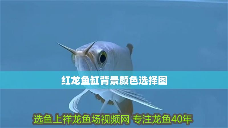 紅龍魚缸背景顏色選擇圖