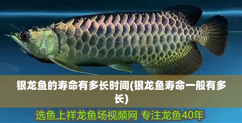 銀龍魚的壽命有多長時間(銀龍魚壽命一般有多長)