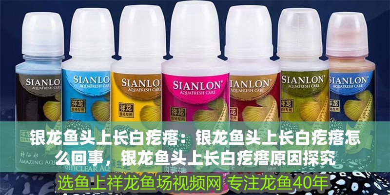銀龍魚頭上長(zhǎng)白疙瘩：銀龍魚頭上長(zhǎng)白疙瘩怎么回事，銀龍魚頭上長(zhǎng)白疙瘩原因探究